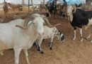 Tabaski 2023: Le ministère de l’élevage note un déficit de moutons à Dakar