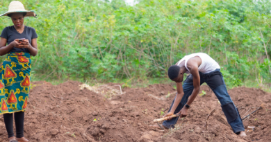 SOUVERAINETÉ ALIMENTAIRE : LE SÉNÉGAL SORT LE GRAND JEU AVEC 130 MILLIARDS DE FCFA
