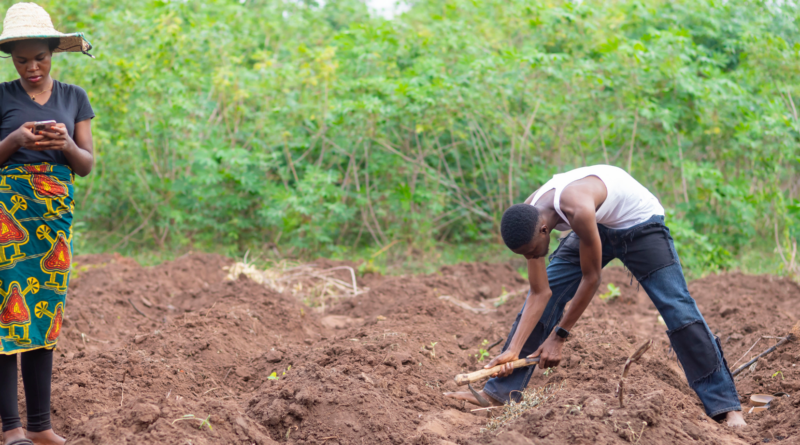 SOUVERAINETÉ ALIMENTAIRE : LE SÉNÉGAL SORT LE GRAND JEU AVEC 130 MILLIARDS DE FCFA